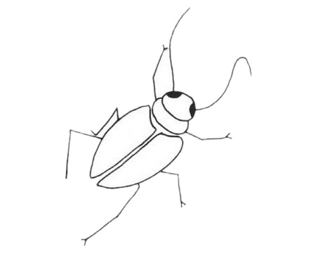 一组关于蟋蟀的简笔画