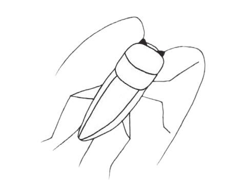 一组关于蟋蟀的简笔画