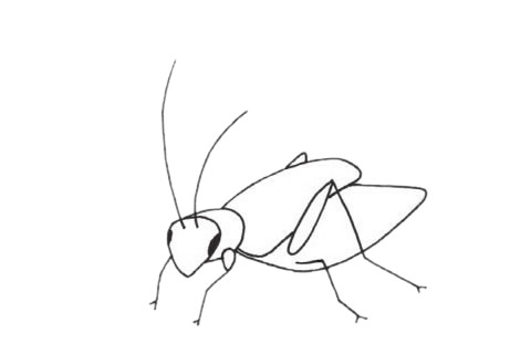 一组关于蟋蟀的简笔画