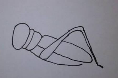 一步步教你画蝗虫