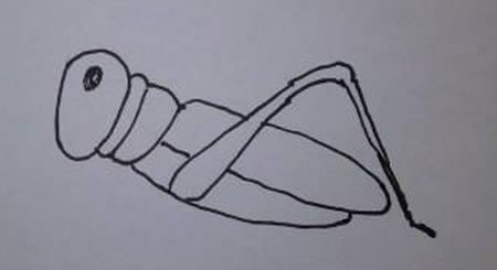 一步步教你画蝗虫