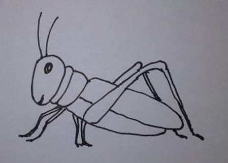 一步步教你画蝗虫