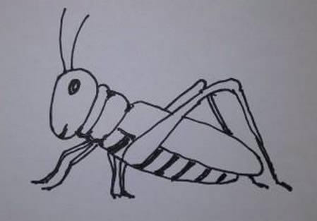 一步步教你画蝗虫