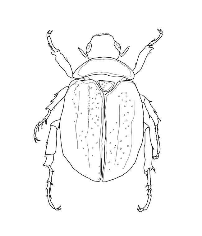 关于金龟子的儿童简笔画(关于金龟子的诗句)