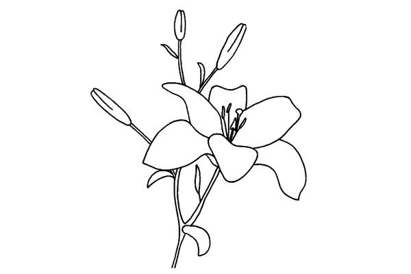 简单好看的百合花怎么画(简单好看的百合花怎么画)