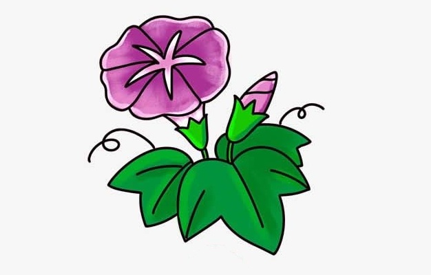 漂亮带颜色的牵牛花简笔画(颜色的牵牛花)