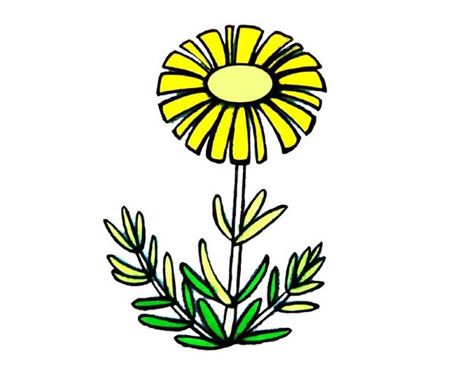 漂亮涂色的雏菊简笔画(色彩小雏菊怎么画)