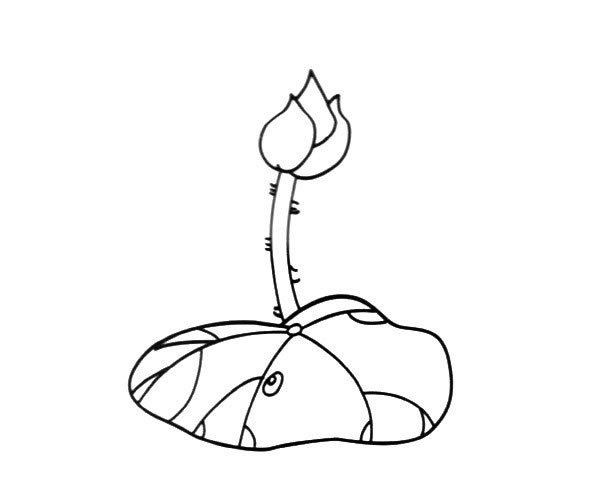 含苞待放的荷花简笔画(含苞待放的荷花简笔图片)