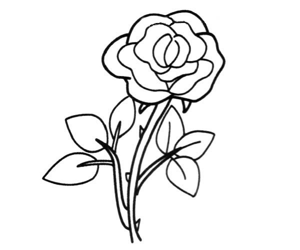 带刺的玫瑰花怎么画(带刺的玫瑰花怎么种植)