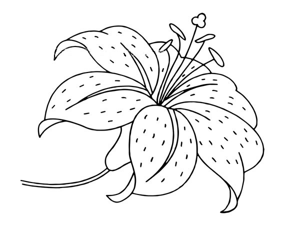 漂亮的百合花简笔画(百合花简笔画视频教程)