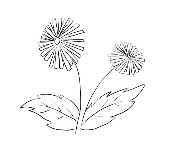 关于雏菊的简笔画(关于雏菊的简笔画图片)