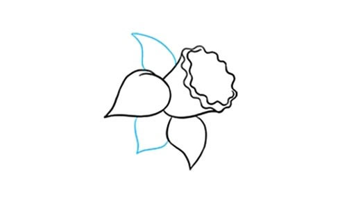 带颜色的水仙花简笔画教程