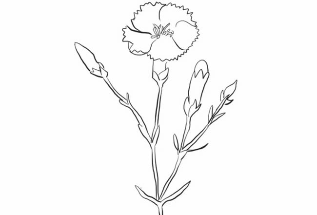 漂亮的康乃馨简笔画(康乃馨简笔画)