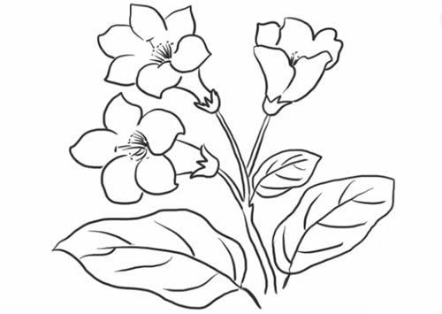 杜鹃花简笔画步骤教程(简笔画)