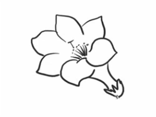 杜鹃花简笔画步骤教程