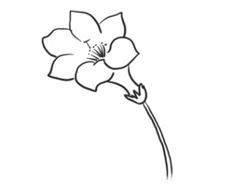 杜鹃花简笔画步骤教程