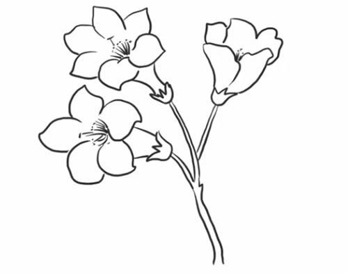 杜鹃花简笔画步骤教程