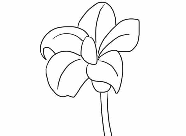 桔梗花简笔画步骤教程(桔梗花的画法)