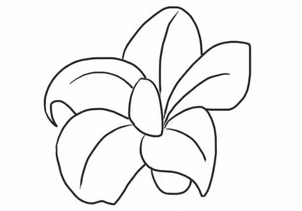 桔梗花简笔画步骤教程