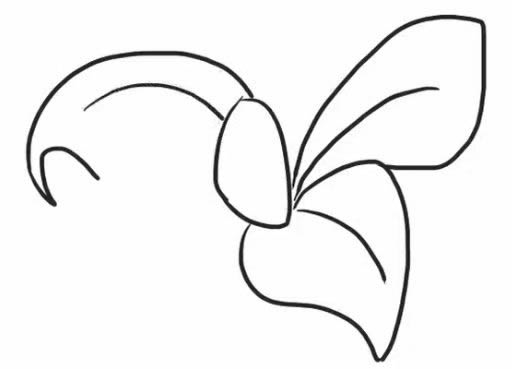 桔梗花简笔画步骤教程