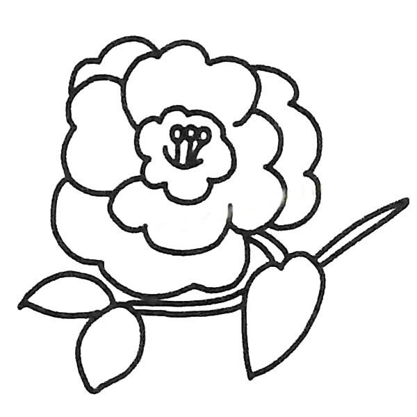 茶花的简单画法(茶花的简易画法)