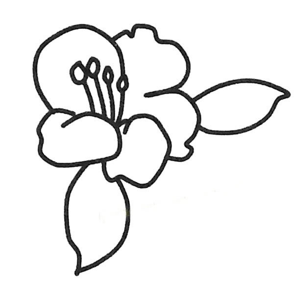 简单的茶花怎么画(茶花简体画)