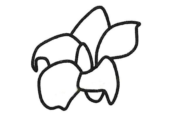 桔梗简笔画步骤教程