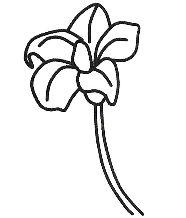 桔梗简笔画步骤教程