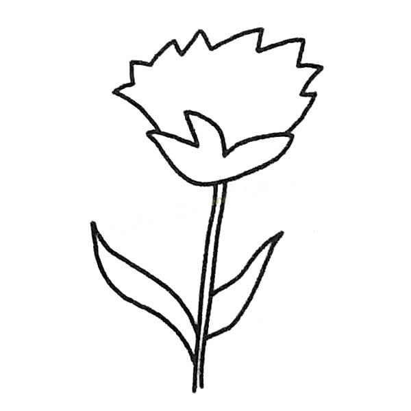 三款关于康乃馨的简笔画大全