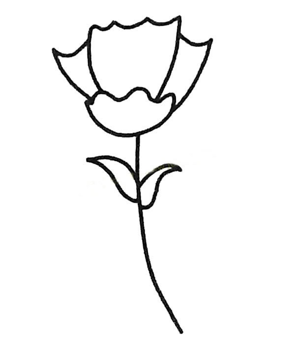 三款关于康乃馨的简笔画大全(三款关于康乃馨的香水)