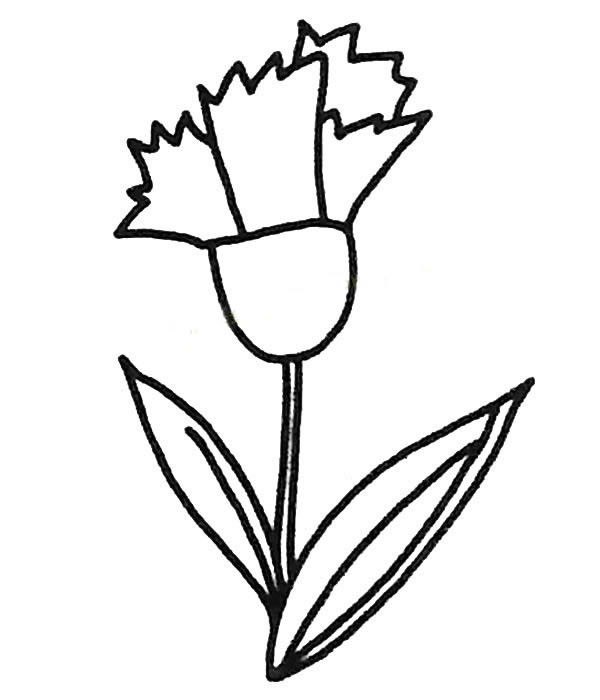 康乃馨怎么画比较简单(康乃馨怎么画 简笔画)