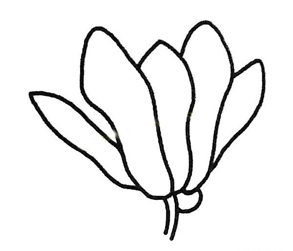 玉兰花简笔画步骤教程(玉兰花 简笔画)