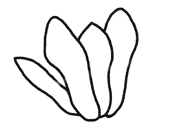 玉兰花简笔画步骤教程