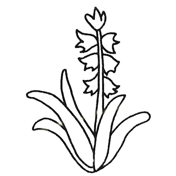 风信子简笔画步骤教程