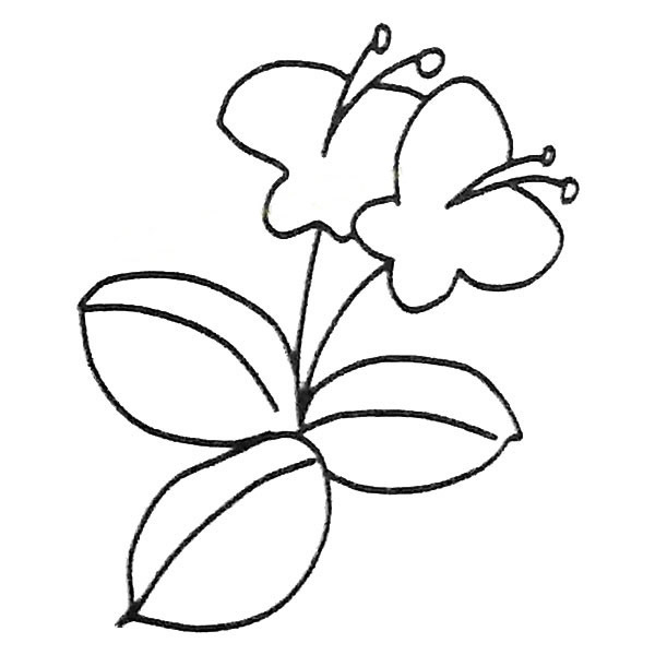 蝴蝶兰怎么画简单又好看(蝴蝶兰怎么画简单的)