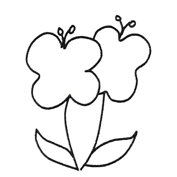 两朵蝴蝶兰的简笔画(一盆蝴蝶兰的简笔画)