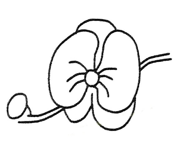 关于蝴蝶兰的儿童简笔画