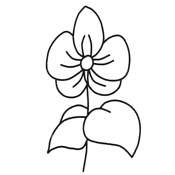 简单的蝴蝶兰怎么画(蝴蝶兰怎么养花)