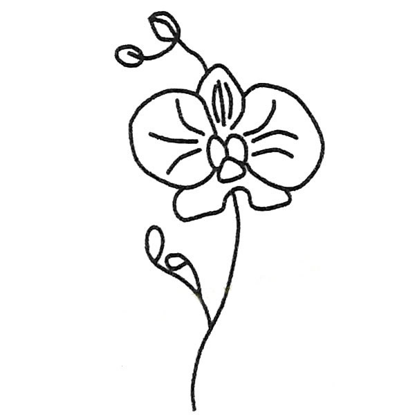 关于蝴蝶兰的简笔画(关于蝴蝶兰的简笔画怎么画)