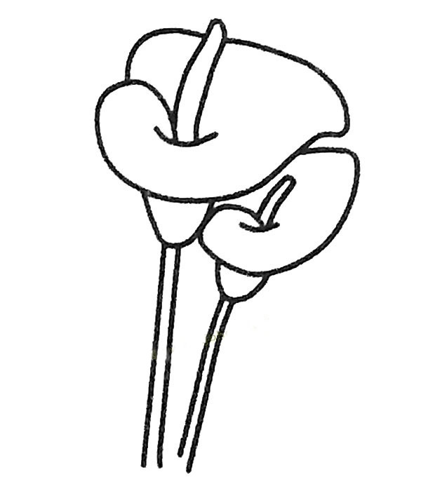 两朵马蹄莲的简笔画(马蹄莲简笔画图片带颜色)