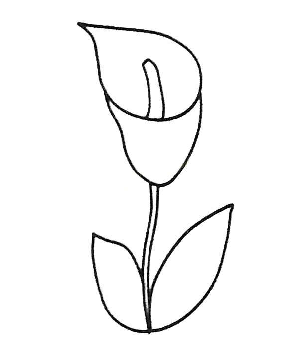 一朵马蹄莲的简笔画(一朵马蹄莲的简笔画法)