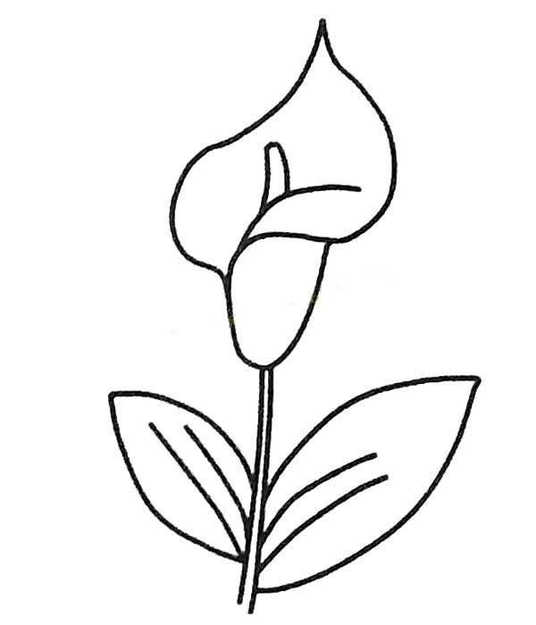 马蹄莲怎么画简单又好看(马蹄莲 怎么画)