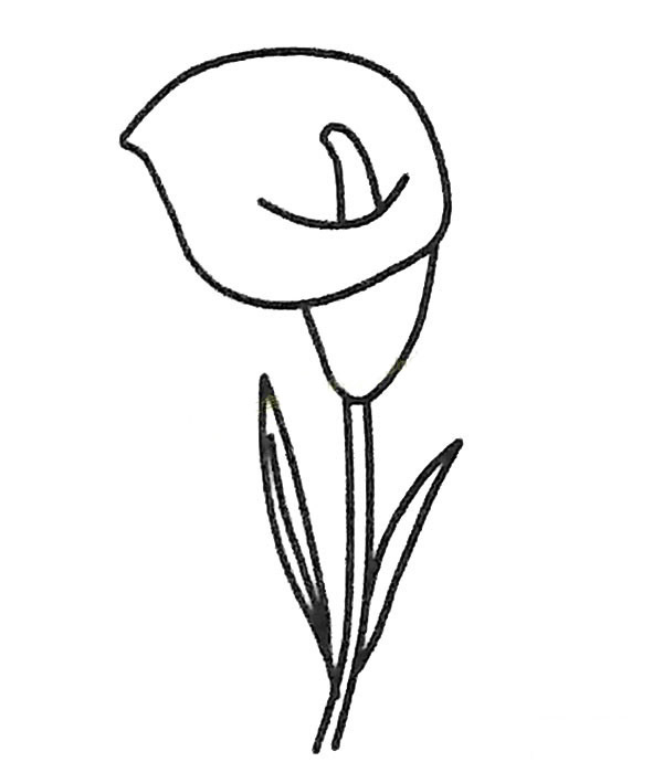 简单的马蹄莲怎么画(漂亮的马蹄莲怎么做)
