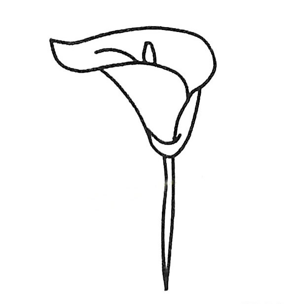 马蹄莲简笔画步骤教程