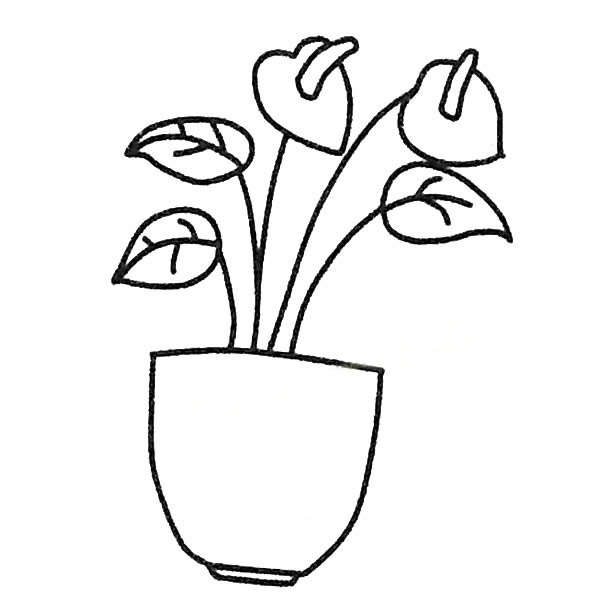 盆子里的红掌简笔画(红掌上盆)