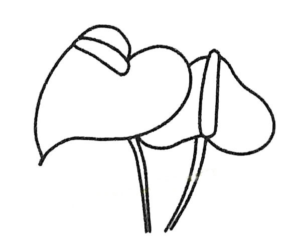 简单的红掌怎么画(红掌花怎么画简笔)