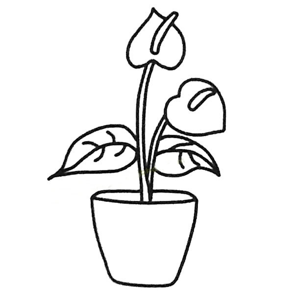 关于红掌的简笔画(红掌手绘)