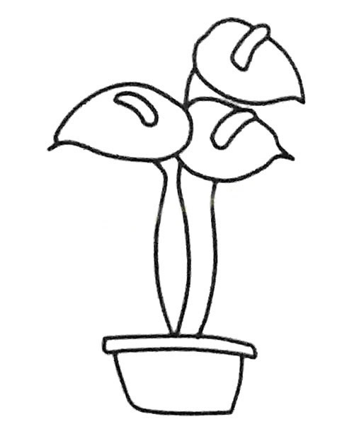 盆栽红掌简笔画步骤教程(盆栽红掌简笔画步骤图片)