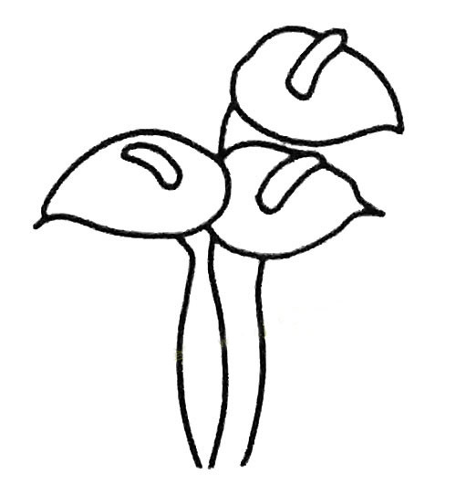 盆栽红掌简笔画步骤教程