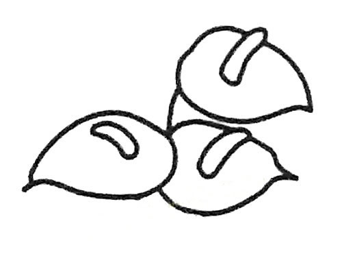 盆栽红掌简笔画步骤教程